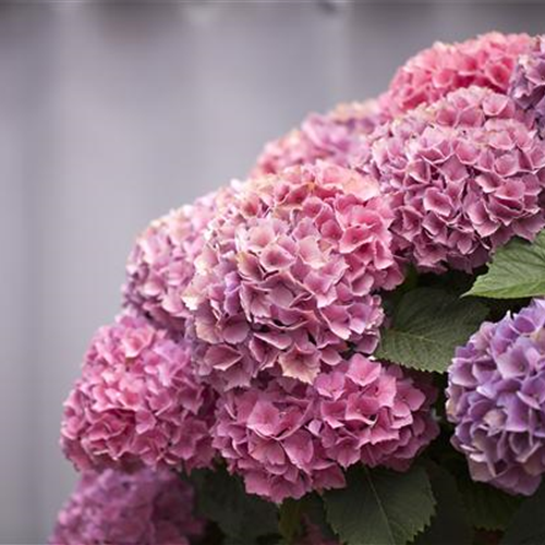 Die Hortensie im Garten