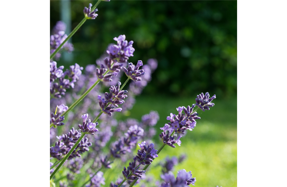 Kräuter, Bienen & Insekten