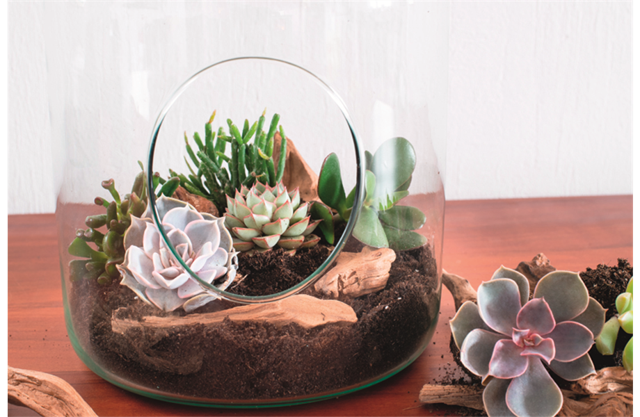 DIY-Tipp Oktober: Sukkulenten-Terrarien