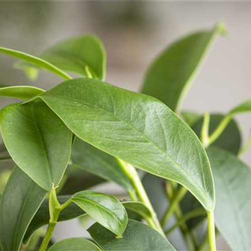 Ficus Ginseng hegen und pflegen