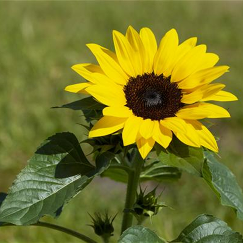 Sonnenblume richtig einpflanzen